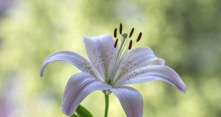 解密百合花的颜色（探究百合花的五种颜色及象征意义）