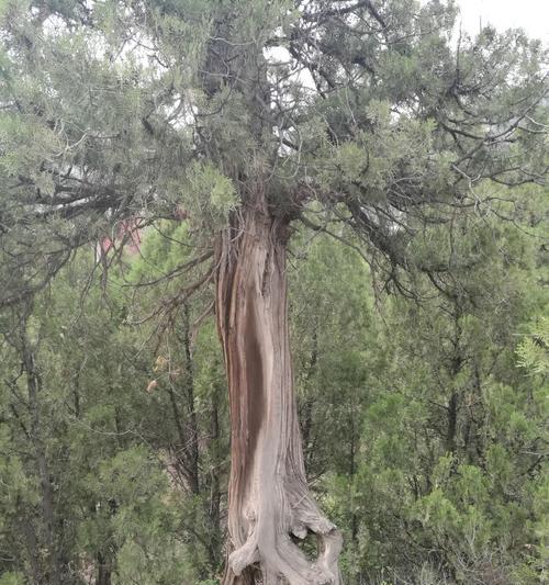 探秘柏树的生长环境（柏树生长的地理特征及适宜条件）