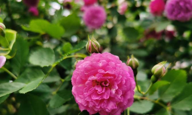 保定的市花——牡丹花的美丽与意义（探寻保定市花牡丹花的花卉文化）