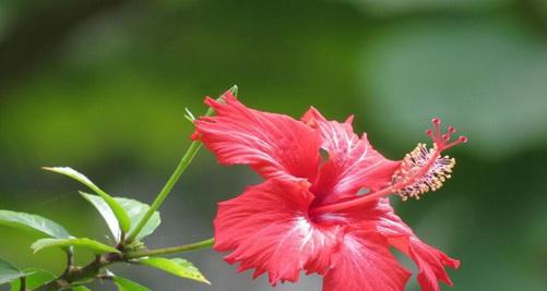 扶桑花的象征意义（美丽绽放与无畏坚韧——扶桑花的内涵与传承）