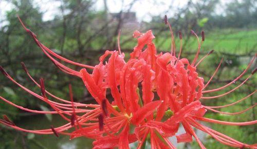 彼岸花（穿越时空的花朵）