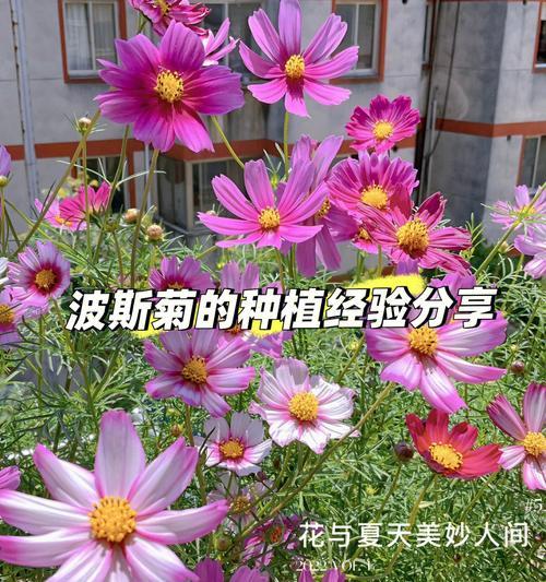 波斯菊的花语与传说（揭秘波斯菊的神奇力量）