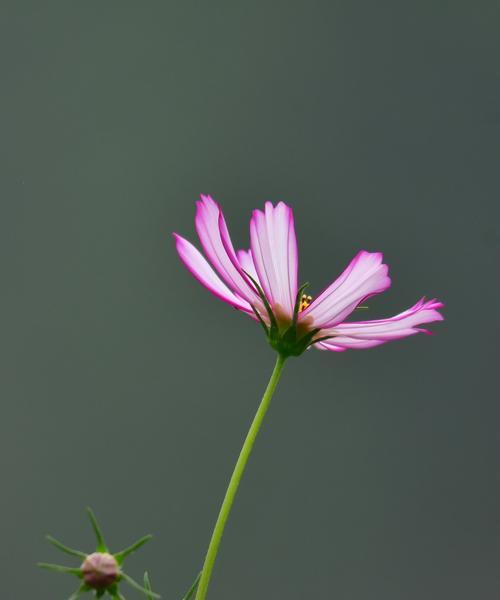 波斯菊的花语与传说（揭秘波斯菊的神奇力量）