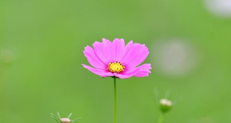 波斯菊之花语（探索波斯菊的花语）