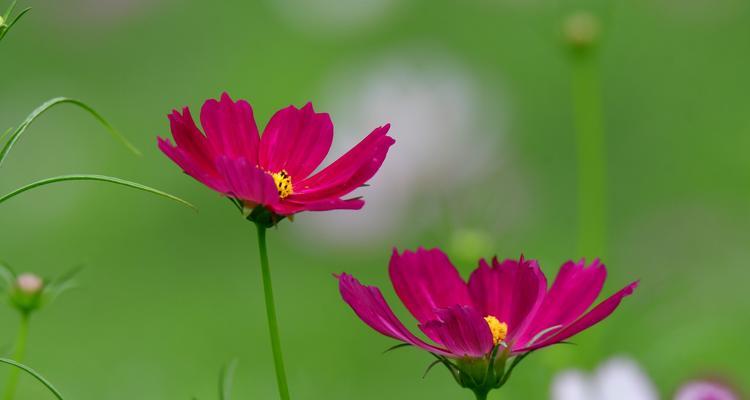 波斯菊之花语（探索波斯菊的花语）