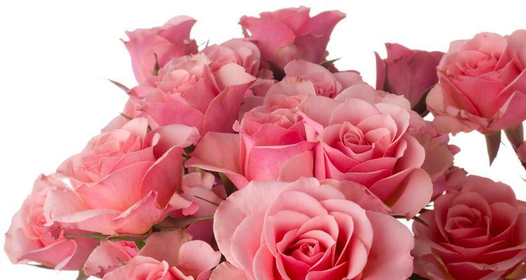 粉玫瑰的花语与象征意义（粉玫瑰）