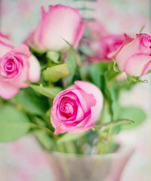 粉色玫瑰的象征意义及文化传承（解读粉色玫瑰的浪漫与柔美）