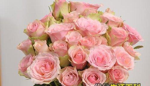 粉色玫瑰的花语（探寻粉色玫瑰背后的浪漫与柔美）