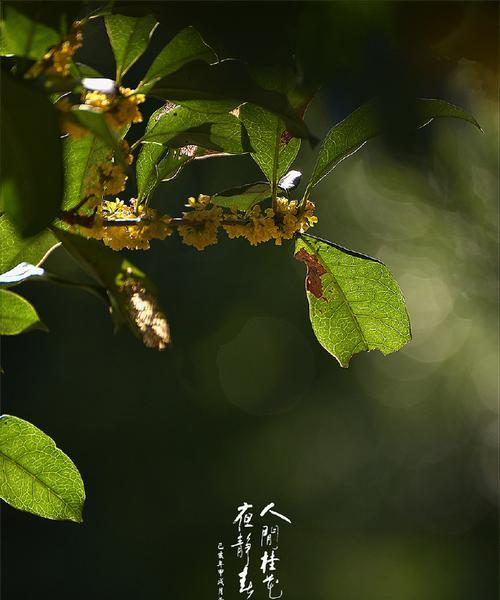 桂花的花语与意义（传承千年的芳香）