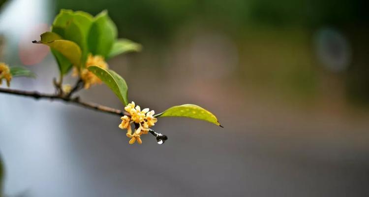 桂花的花语与意义（传承千年的芳香）