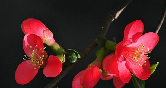 海棠花的花语（海棠花的花语解读及其象征的意义）