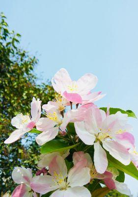 海棠花的花语（海棠花的花语解读及其象征的意义）