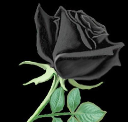 黑玫瑰的花语含义（深情不被理解的美丽）