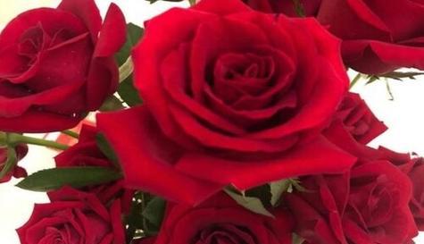 红玫瑰花的浪漫寓意（探索红玫瑰花在不同文化中的象征意义）