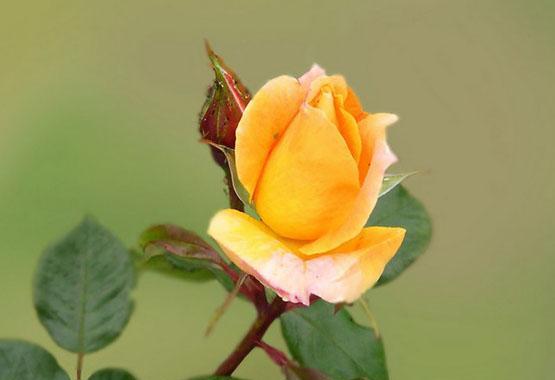 黄玫瑰的象征意义及文化背景（从古代到现代）