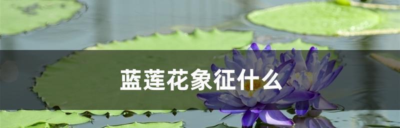 蓝莲花（探寻蓝莲花的意义与启示）