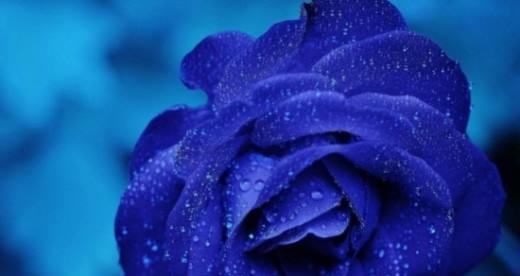 蓝玫瑰的花语与寓意（解读蓝玫瑰的神秘之美）