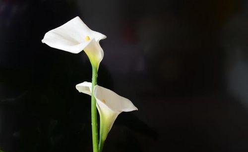 马蹄莲花语之美——花开如繁星，寄托希望与幸福（探寻马蹄莲花语的深层寓意）