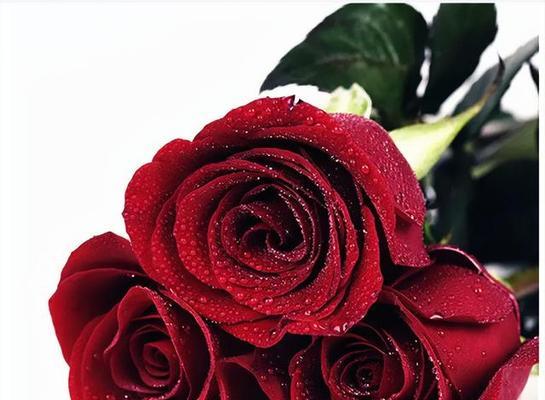 玫瑰花语之三朵玫瑰的深意（解读玫瑰的三朵花语——热情）