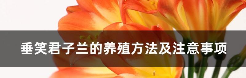 君子兰的浇水方法——正确使用醋水浇水（让君子兰更健康生长的小技巧）