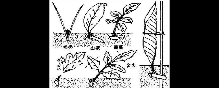 君子兰的扦插方法详解（从种植到养护全掌握）