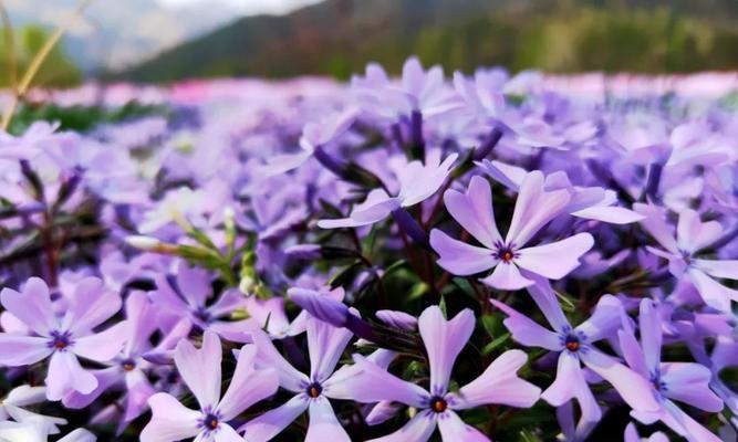 芝樱之美（探寻芝樱的浪漫花语与历史渊源）