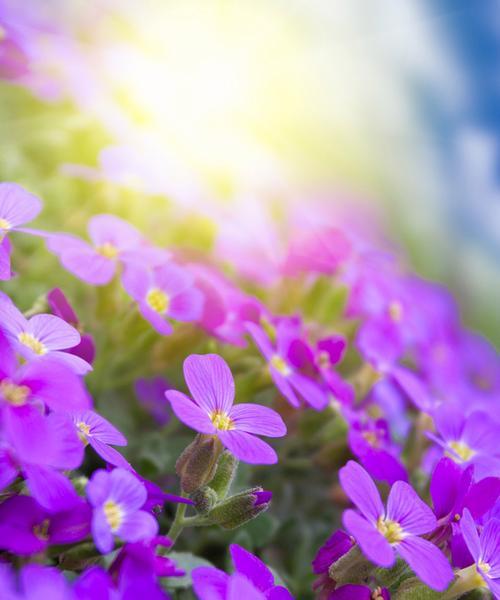 紫罗兰花的象征意义与传承（揭秘紫罗兰花背后的意义和象征）