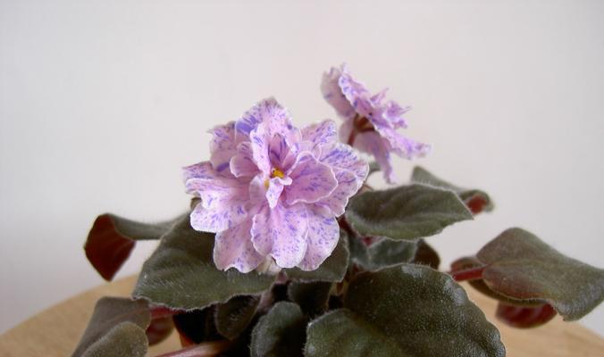 如何养护紫罗兰，赋予花语绚烂生命（紫罗兰养护指南）