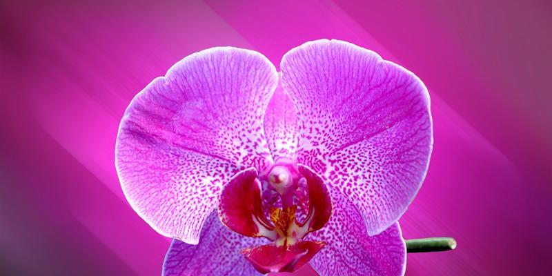 紫色花朵的隐含寓意（紫色花朵传递的情感与象征）