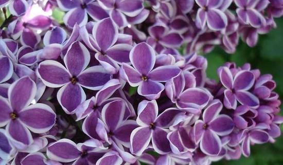 紫色丁香花（揭秘紫色丁香花的花语之谜）