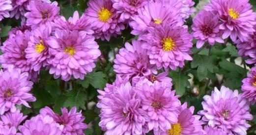 紫色菊花的花语（探寻紫色菊花所传递的意义与价值）