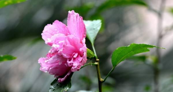 芙蓉花的花语与寓意（探究芙蓉花的象征意义）