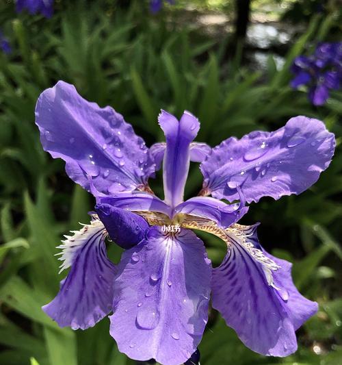 鸢尾花语（解读鸢尾花的花语）