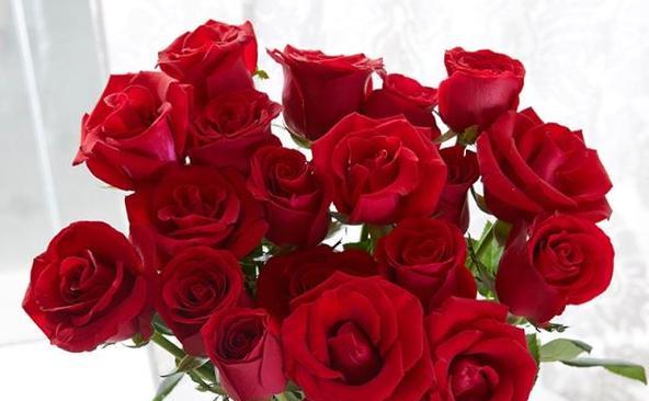 11朵玫瑰花的花语及意义（11朵玫瑰花所传递的情感和祝福）