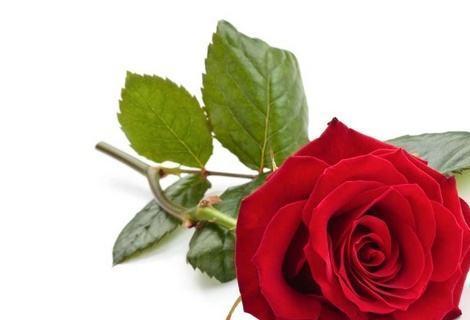 12朵玫瑰花花语的深意（解读12朵玫瑰花的神秘语言）