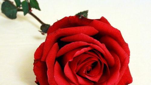 16朵红玫瑰的花语与意义（用玫瑰传达情感——解读16朵红玫瑰的象征意义）