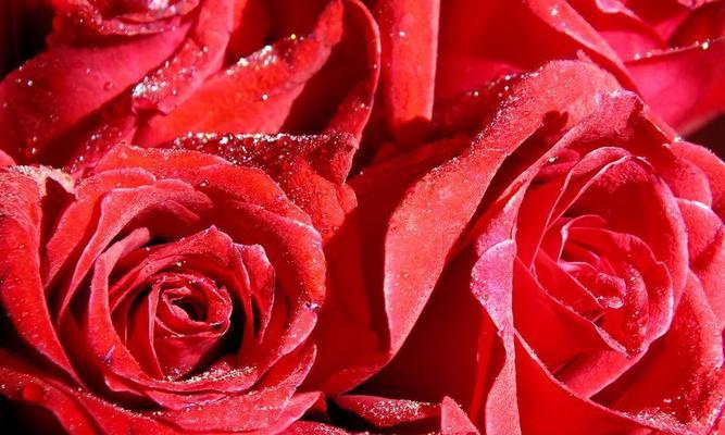 17朵玫瑰花的花语之意义与传统（17朵玫瑰花的花语及历史背景）