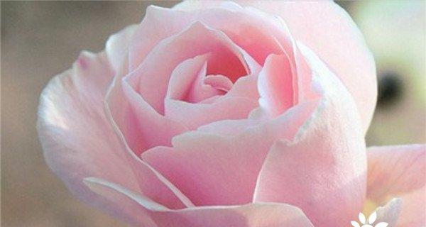 19朵粉玫瑰花的花语（用花语传达浓浓的爱意）
