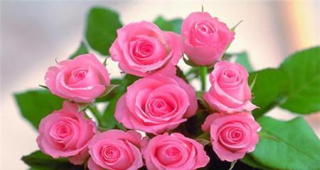 26朵玫瑰的花语与意义（解读玫瑰花的26种含义）