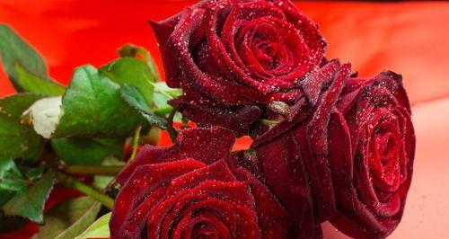 33朵玫瑰花的花语（向你表达深深的爱意）