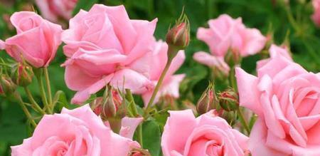 39朵玫瑰花花语的深意（传达深情与爱意的39朵玫瑰花的秘密）