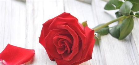 玫瑰花语之47朵玫瑰的浪漫寓意（探寻花朵背后的情感宣言）