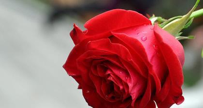 80朵玫瑰花的花语（浪漫）