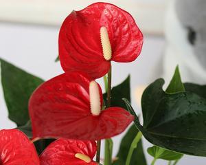 白红掌花的寓意与象征意义（揭示白红掌花代表的美丽和神秘）
