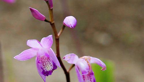 白芨开花的花语与寓意（白芨开花时间及相关传说）