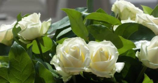 白玫瑰花的含义与象征（揭开白玫瑰花背后的秘密）