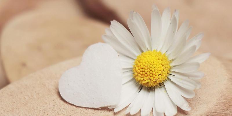 白色雏菊的花语与寓意（探究白色雏菊的象征意义和情感表达）
