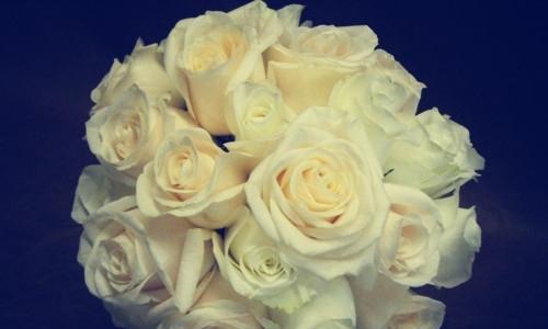 白色玫瑰的花语及象征意义（白色玫瑰传递的纯洁与永恒）