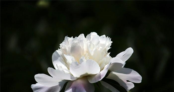 白芍花的象征意义及疗效（探索白芍花的文化价值与药用效果）