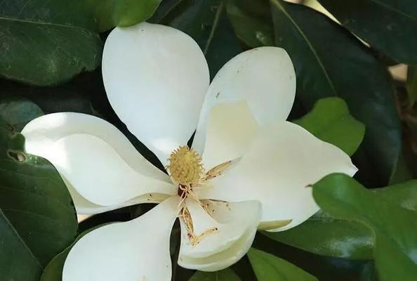 白玉兰的象征与风水寓意（洁白的花朵中蕴含的深意与福祉）